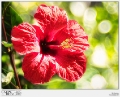 HIBISCUS BUBBLES